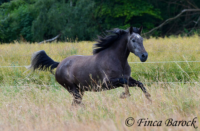 PRE, Stute, Schimmel, 162 cm, 5 Jahre, angeritten, Alex, Horses For Sale, wiebelsheim, Image 22