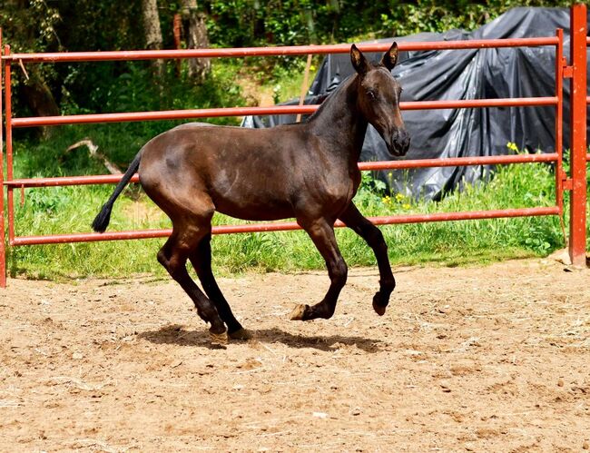 PRE Stute, Alexandra , Horses For Sale, Hendelgraben