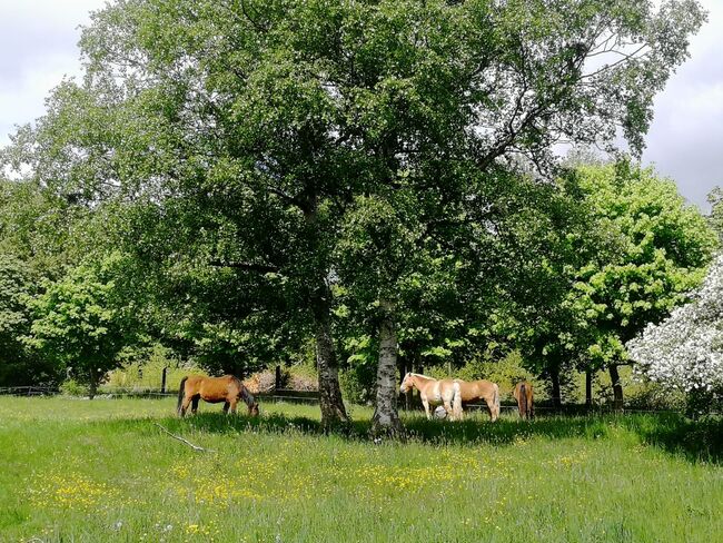 PRE Stute zur Verfügung gesucht, Arlt, Horses For Sale, Ballenstedt 