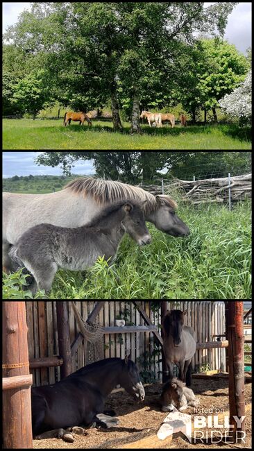 PRE Stute zur Verfügung gesucht, Arlt, Horses For Sale, Ballenstedt , Image 4