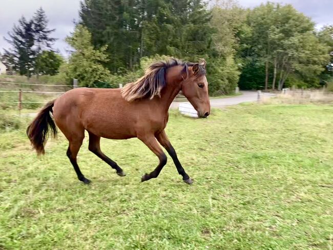 PRE Stute Nachwuchspferd für Turnier und Freizeit, Arlt, Horses For Sale, Ballenstedt 