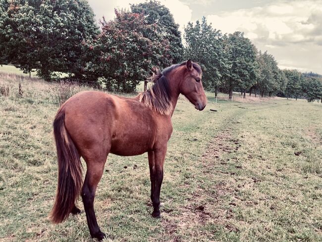 PRE Stute Nachwuchspferd für Turnier und Freizeit, Arlt, Horses For Sale, Ballenstedt , Image 5