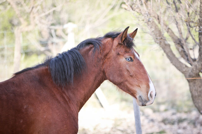 PRE Stute mit einen blauen Auge, Yeguada Trébol, Pferd kaufen, Alcoy, Abbildung 9