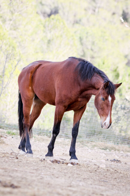 PRE Stute mit einen blauen Auge, Yeguada Trébol, Pferd kaufen, Alcoy, Abbildung 4