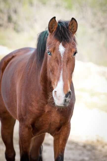 PRE Stute mit einen blauen Auge, Yeguada Trébol, Pferd kaufen, Alcoy, Abbildung 3