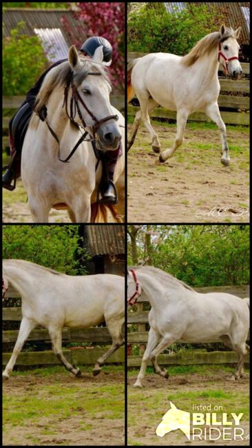 PRE Stute - Geritten - 6 jährig - ca. 1.64 m, Thomas Adams (Caballos PRE), Pferd kaufen, Bell, Abbildung 11