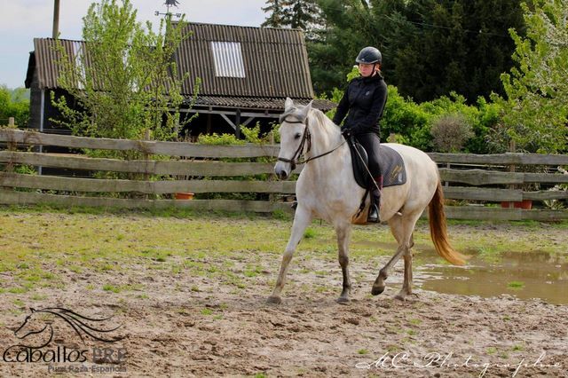 PRE Stute - Geritten - 6 jährig - ca. 1.64 m, Thomas Adams (Caballos PRE), Pferd kaufen, Bell, Abbildung 9