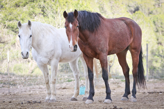 PRE Stute mit einen blauen Auge, Yeguada Trébol, Horses For Sale, Alcoy, Image 7