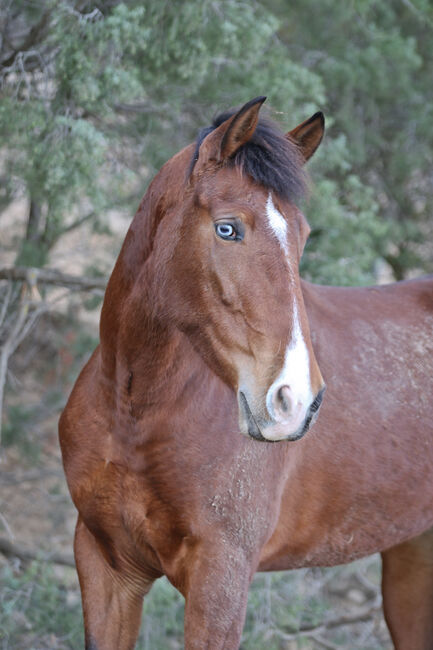 PRE Stute mit einen blauen Auge, Yeguada Trébol, Horses For Sale, Alcoy, Image 2