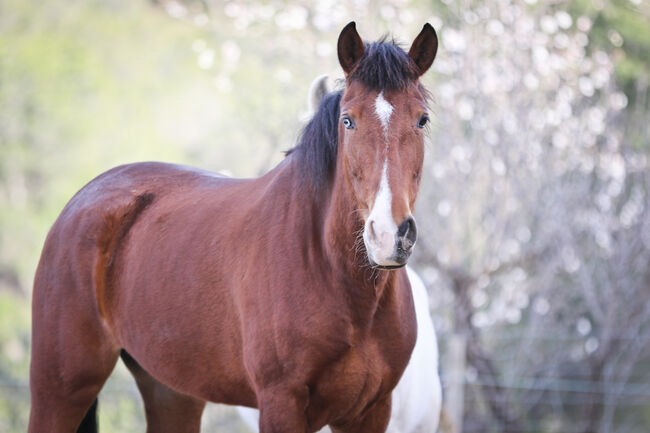 PRE Stute mit einen blauen Auge, Yeguada Trébol, Horses For Sale, Alcoy, Image 5