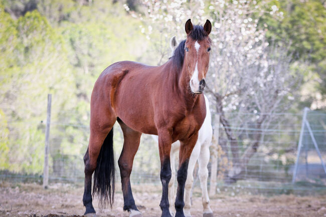 PRE Stute mit einen blauen Auge, Yeguada Trébol, Horses For Sale, Alcoy