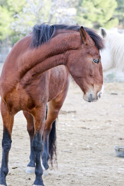 PRE Stute mit einen blauen Auge, Yeguada Trébol, Horses For Sale, Alcoy, Image 8