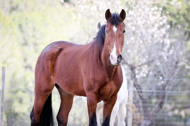 PRE Stute mit einen blauen Auge, Yeguada Trébol, Horses For Sale, Alcoy, Image 6