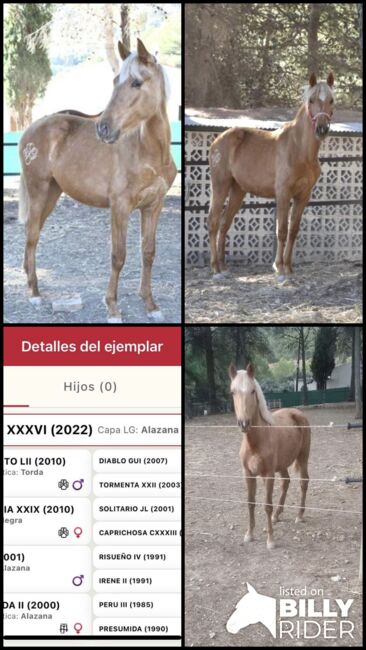 PRE Stutfohlen 2 Jahre Palomino, Yeguada Trébol, Horses For Sale, Alcoy, Image 6