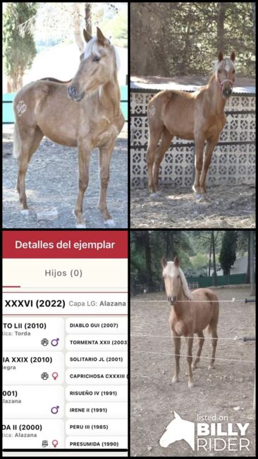 PRE Stutfohlen 2 Jahre Palomino, Yeguada Trébol, Pferd kaufen, Alcoy, Abbildung 6