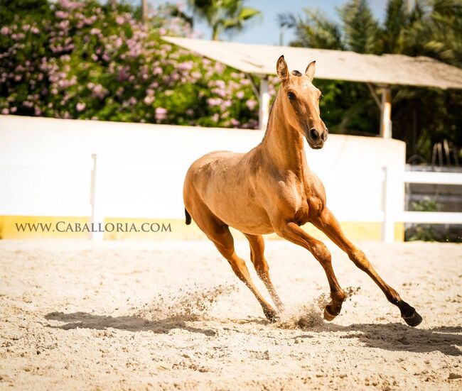 PRE Stutfohlen Educado Cartujano Buckskin, Post-Your-Horse.com (Caballoria S.L.), Horses For Sale, Rafelguaraf