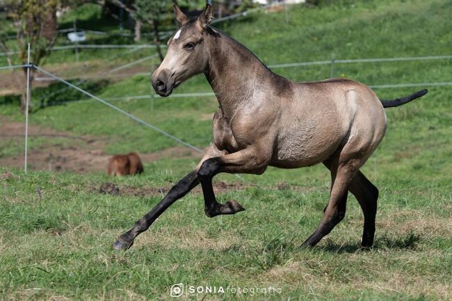 PRE Stutfohlen Ringo AC x PM / full papers, Post-Your-Horse.com (Caballoria S.L.), Horses For Sale, Rafelguaraf