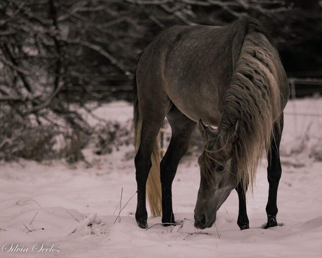 PRE Tamatero wunderschöner Wallach mit AKU, Post-Your-Horse.com (Caballoria S.L.), Konie na sprzedaż, Rafelguaraf, Image 8