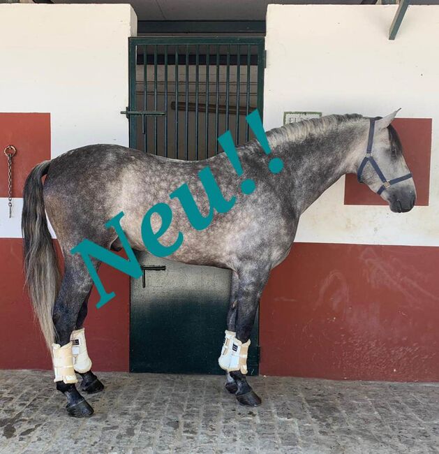 PRE zum Losreiten im Dressursport, ISPA - Iberische Sportpferde Agentur (ISPA - Iberische Sportpferde Agentur), Horses For Sale, Bedburg