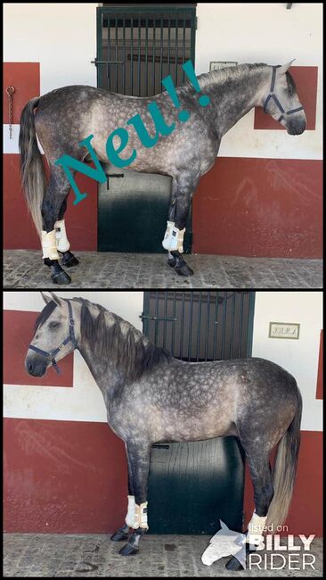 PRE zum Losreiten im Dressursport, ISPA - Iberische Sportpferde Agentur (ISPA - Iberische Sportpferde Agentur), Horses For Sale, Bedburg, Image 3
