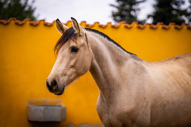 PRE Tragende Zuchtstute  gekört 165cm / full papers, Post-Your-Horse.com (Caballoria S.L.), Horses For Sale, Rafelguaraf