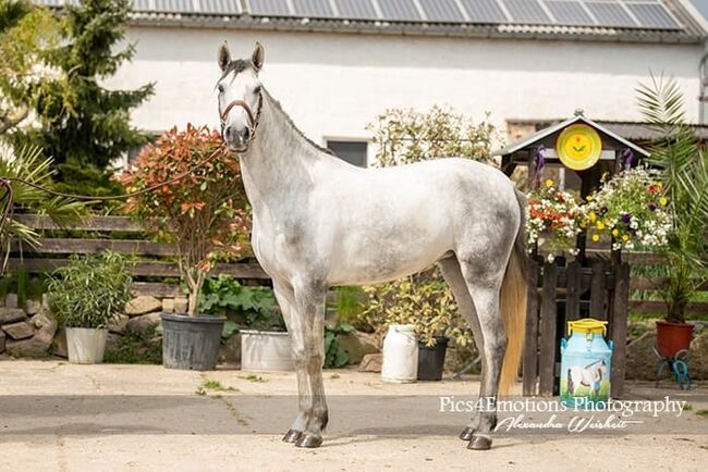 PRE Jungstute angeritten, ISPA - Iberische Sportpferde Agentur (ISPA - Iberische Sportpferde Agentur), Horses For Sale, Bedburg, Image 2