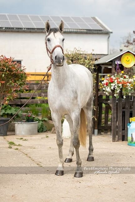 PRE Jungstute angeritten, ISPA - Iberische Sportpferde Agentur (ISPA - Iberische Sportpferde Agentur), Horses For Sale, Bedburg, Image 4