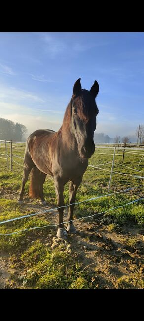 PRE- Wallach 13 Jahre, Rahel, Horses For Sale, Weisslingen