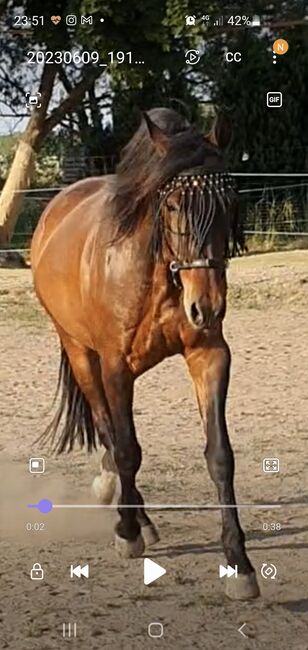 PRE Wallach - hoher Anteil YM Militärblutlinie, Beatrix Rüdiger, Horses For Sale, Rüdersdorf, Image 2