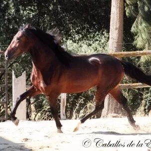 PRE Wallach - hoher Anteil YM Militärblutlinie, Beatrix Rüdiger, Horses For Sale, Rüdersdorf, Image 11