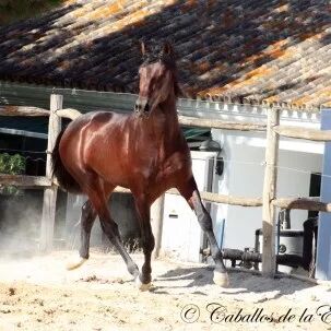 PRE Wallach - hoher Anteil YM Militärblutlinie, Beatrix Rüdiger, Horses For Sale, Rüdersdorf, Image 13