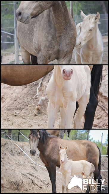 PRE Hengstfohlen in Sonderlackierung Bayo Perla (CrPrl), Yeguada Trébol, Horses For Sale, Alcoy, Image 4