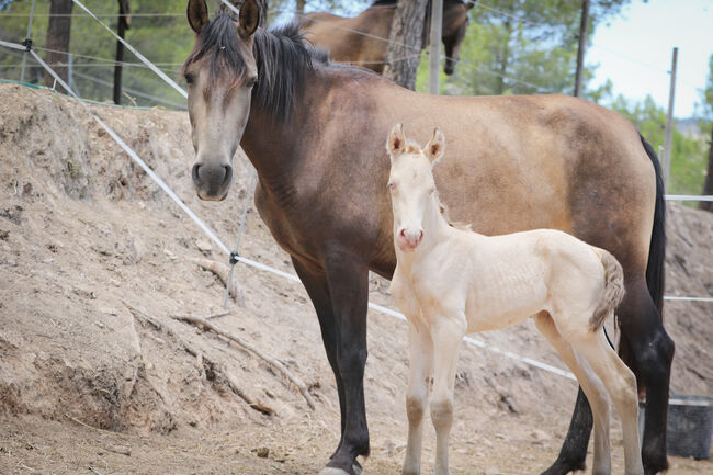 PRE Hengstfohlen in Sonderlackierung Bayo Perla (CrPrl), Yeguada Trébol, Horses For Sale, Alcoy, Image 2