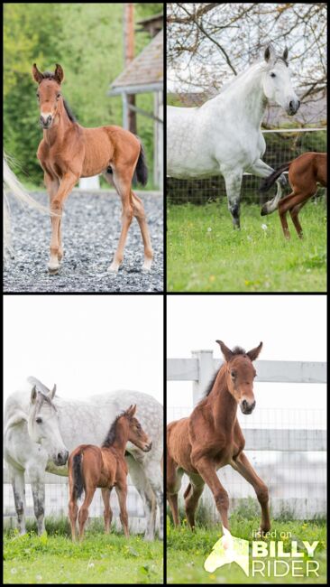 PRE Hengstfohlen aus 2020 - Halbbruder zu Poeta Su, ISPA - Iberische Sportpferde Agentur (ISPA - Iberische Sportpferde Agentur), Horses For Sale, Bedburg, Image 5