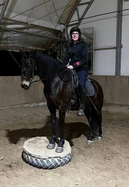 PRE x Berber, Judith Eder, Horses For Sale, Kottingauerbach, Image 3