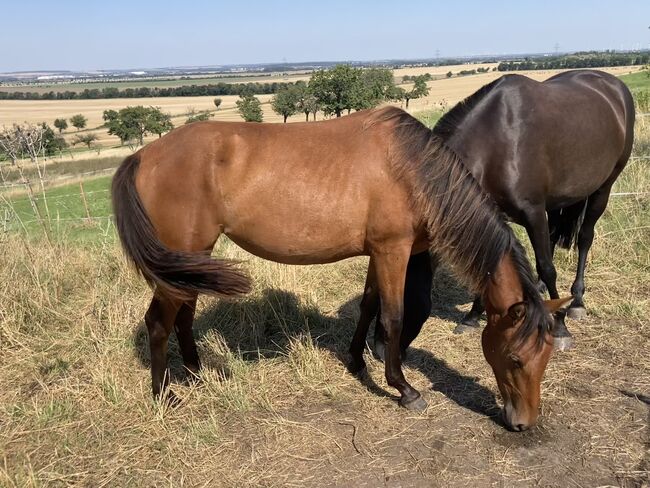 PRE Nachwuchsstute sucht fördernde Hände, Arlt, Horses For Sale, Ballenstedt , Image 3