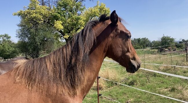 PRE Nachwuchsstute sucht fördernde Hände, Arlt, Horses For Sale, Ballenstedt , Image 4