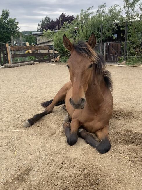 PRE Nachwuchsstute Jährling Spanier Andalusier, Arlt, Horses For Sale, Ballenstedt , Image 8