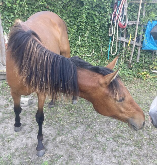 PRE Nachwuchsstute Jährling Spanier Andalusier, Arlt, Horses For Sale, Ballenstedt 