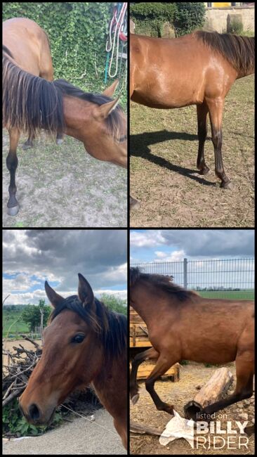 PRE Nachwuchsstute Jährling Spanier Andalusier, Arlt, Horses For Sale, Ballenstedt , Image 12