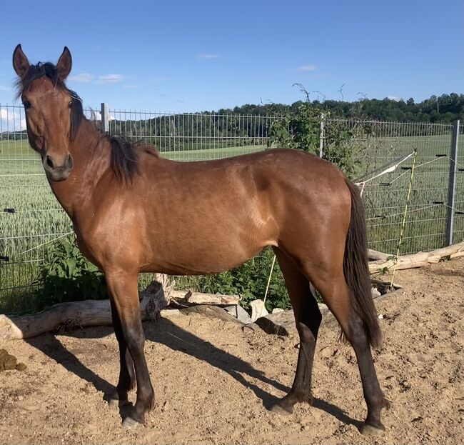 PRE Nachwuchsstute Jährling Spanier Andalusier, Arlt, Horses For Sale, Ballenstedt , Image 10