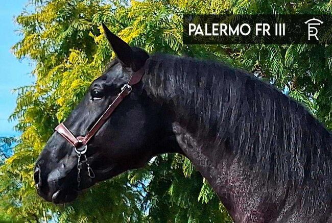 PRE Junghengst direkt  vom Züchter, ISPA - Iberische Sportpferde Agentur (ISPA - Iberische Sportpferde Agentur), Horses For Sale, Bedburg, Image 2