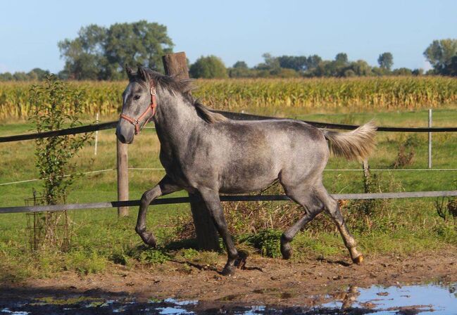 PRE Junghengst für kleinere Reiter, ISPA - Iberische Sportpferde Agentur (ISPA - Iberische Sportpferde Agentur), Horses For Sale, Bedburg