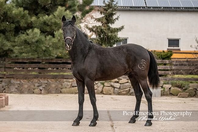 PRE Junghengst, ISPA - Iberische Sportpferde Agentur (ISPA - Iberische Sportpferde Agentur), Horses For Sale, Bedburg, Image 2
