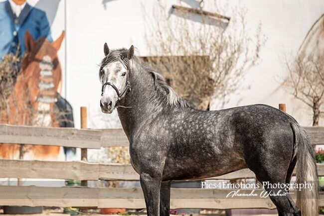 PRE Junghengst in schöner Jacke, ISPA - Iberische Sportpferde Agentur (ISPA - Iberische Sportpferde Agentur), Horses For Sale, Bedburg, Image 7