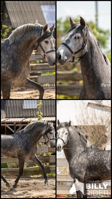 PRE Junghengst in schöner Jacke, ISPA - Iberische Sportpferde Agentur (ISPA - Iberische Sportpferde Agentur), Horses For Sale, Bedburg, Image 8