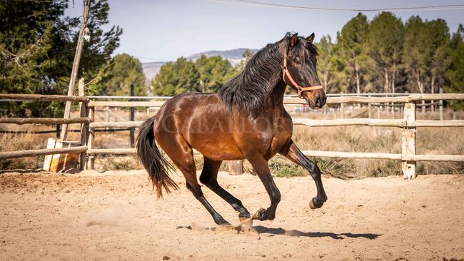 PRE Youngster für Dressur / full papers, Post-Your-Horse.com (Caballoria S.L.), Pferd kaufen, Rafelguaraf