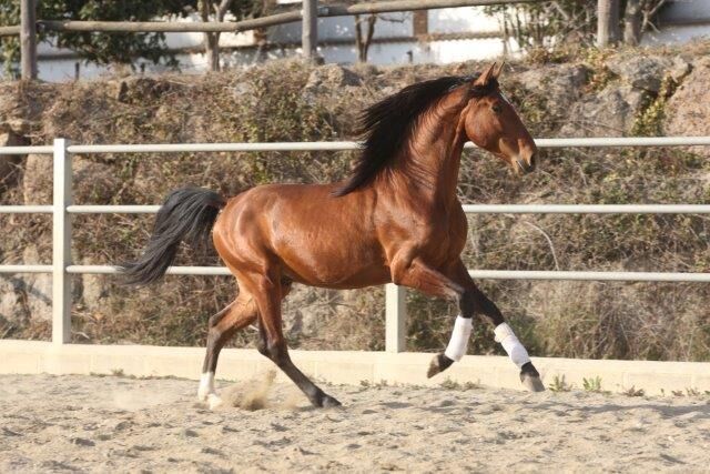 PRE Zorro 6 jahre / 170cm Basis geritten, Post-Your-Horse.com (Caballoria S.L.), Pferd kaufen, Rafelguaraf, Abbildung 2