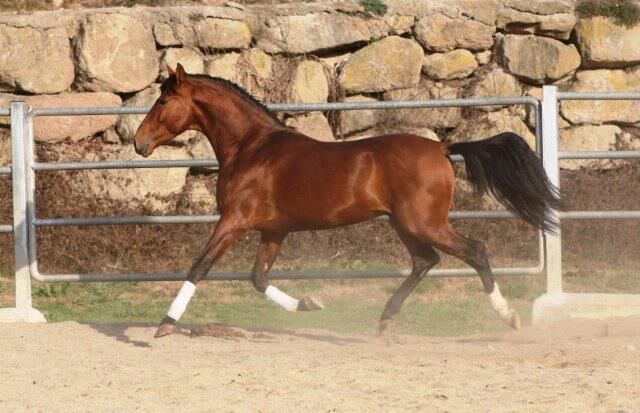 PRE Zorro 6 jahre / 170cm Basis geritten, Post-Your-Horse.com (Caballoria S.L.), Pferd kaufen, Rafelguaraf, Abbildung 10