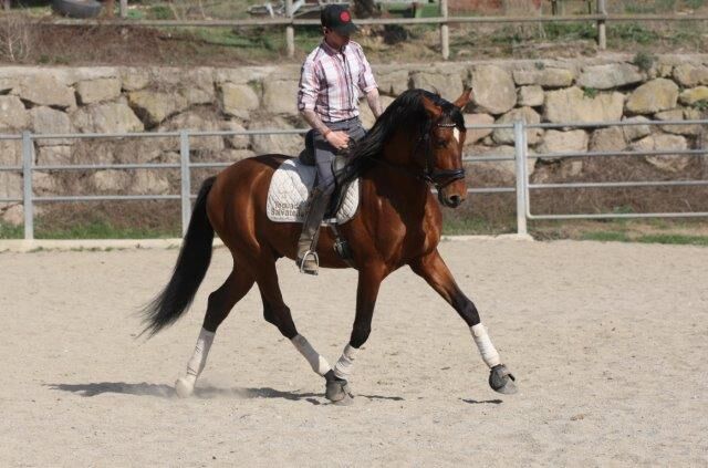 PRE Zorro 6 jahre / 170cm Basis geritten, Post-Your-Horse.com (Caballoria S.L.), Horses For Sale, Rafelguaraf, Image 5